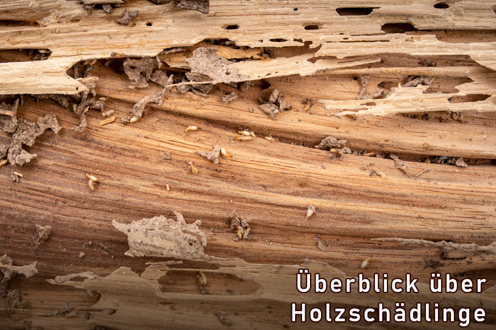 Holzschädlinge